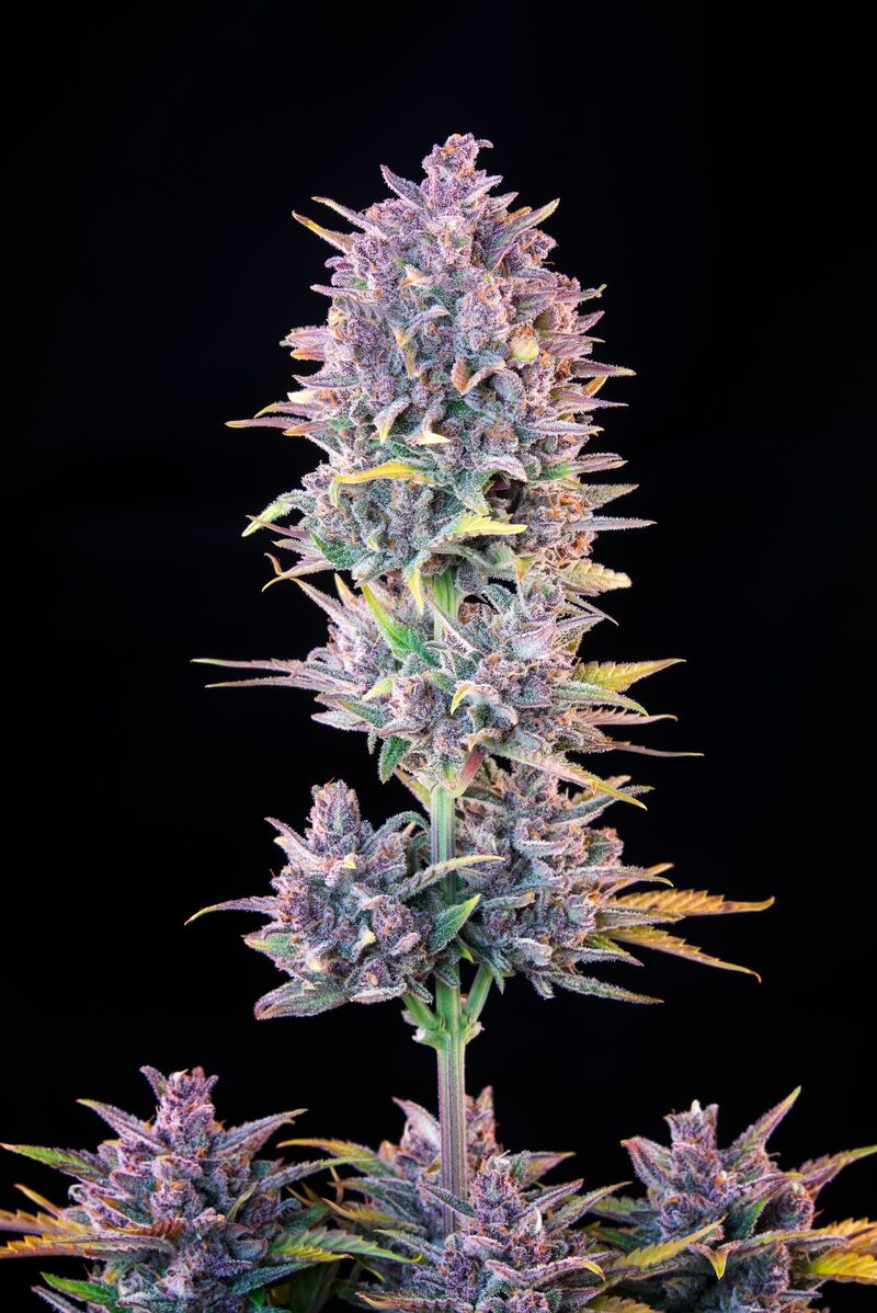 Lemon Cherry Cookies Auto, Фасовка: 5, изображение 27